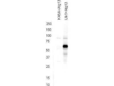 Western Blot: ATG13 [p Ser355] Antibody [NBP2-19127]